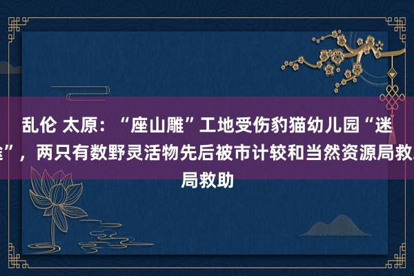 乱伦 太原：“座山雕”工地受伤豹猫幼儿园“迷途”，两只有数野灵活物先后被市计较和当然资源局救助